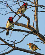 Black-collared Barbet