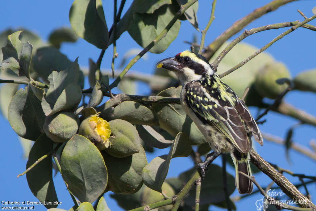 Red-fronted Barbetadult, feeding habits