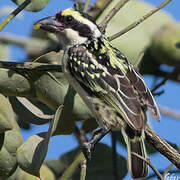 Red-fronted Barbet