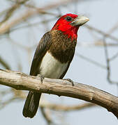 Brown-breasted Barbet