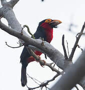 Bearded Barbet