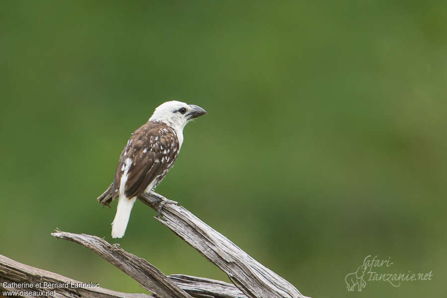 White-headed Barbetadult, identification