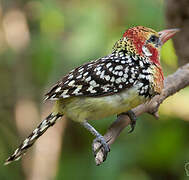 Red-and-yellow Barbet