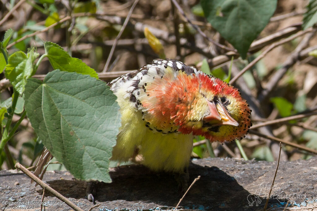 Red-and-yellow Barbetadult, Behaviour