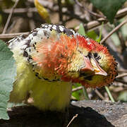 Red-and-yellow Barbet