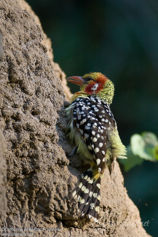 Red-and-yellow Barbet female adult, Behaviour