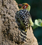 Red-and-yellow Barbet