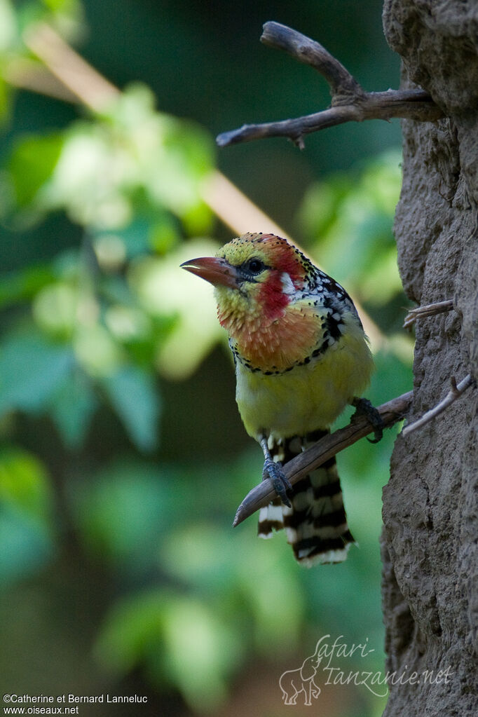 Red-and-yellow Barbet male adult