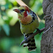 Red-and-yellow Barbet