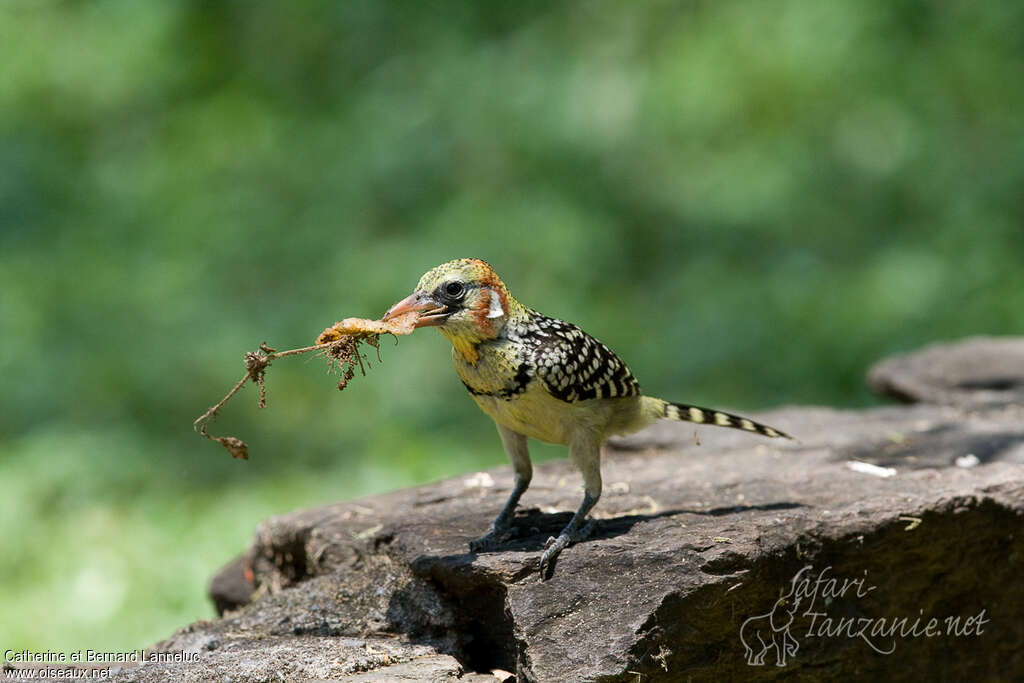 Red-and-yellow Barbet female adult, Reproduction-nesting