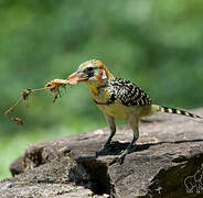 Red-and-yellow Barbet