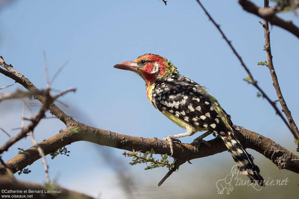 Red-and-yellow Barbetadult