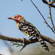 Red-and-yellow Barbet