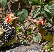 Red-and-yellow Barbet