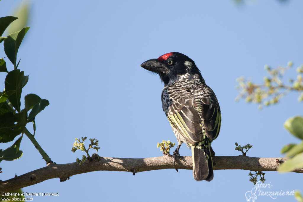 Banded Barbetadult