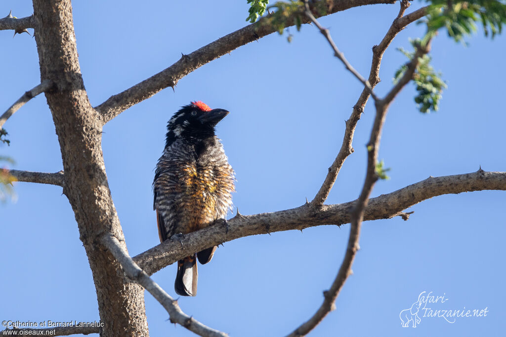 Banded Barbetadult