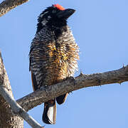 Banded Barbet