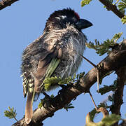 Banded Barbet