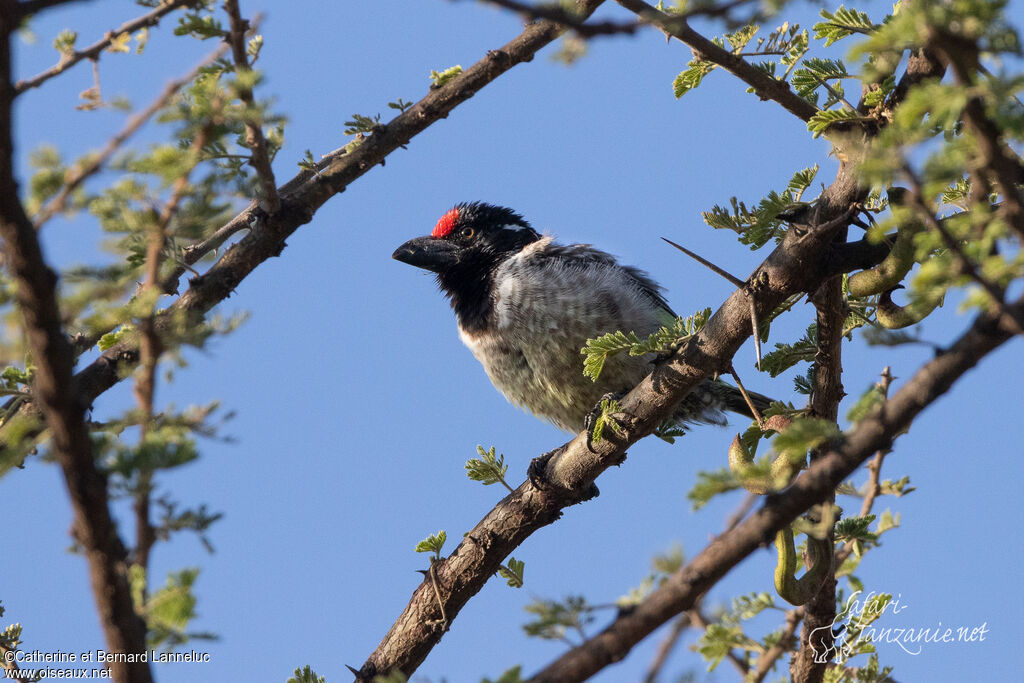 Banded Barbetadult, identification