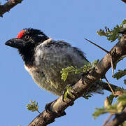 Banded Barbet