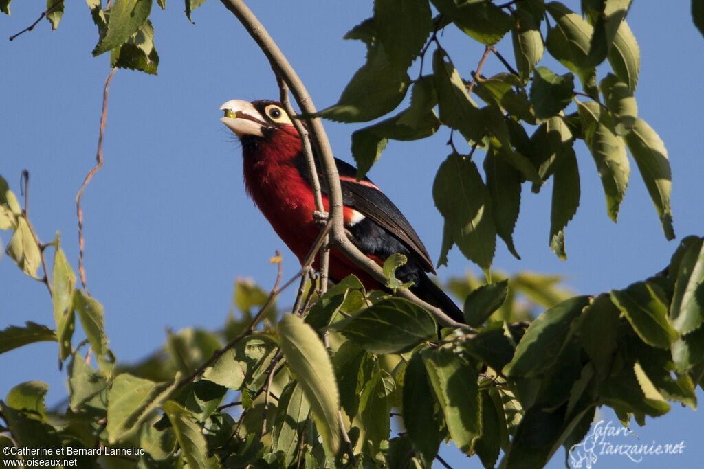 Double-toothed Barbetadult, feeding habits