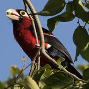 Double-toothed Barbet