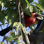 Double-toothed Barbet