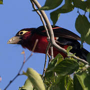 Double-toothed Barbet