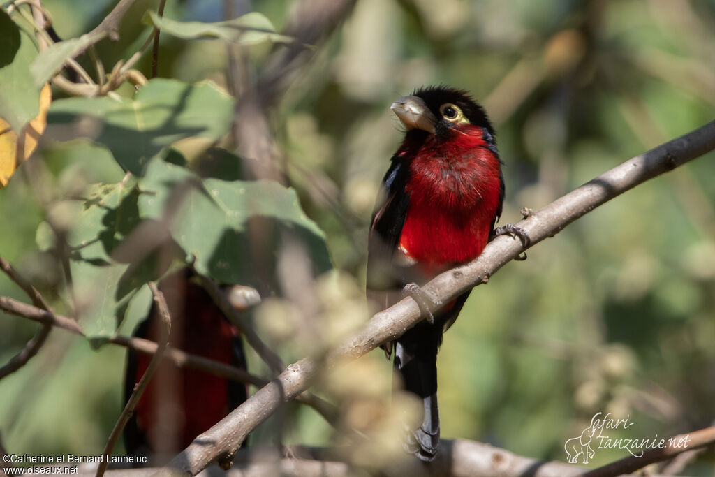 Double-toothed Barbetadult, identification