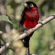 Double-toothed Barbet