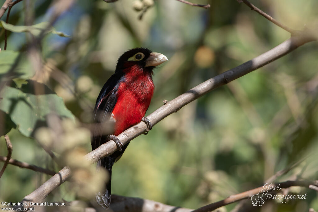 Double-toothed Barbetadult, identification