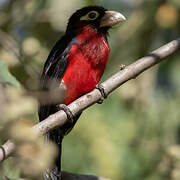 Double-toothed Barbet