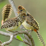 D'Arnaud's Barbet