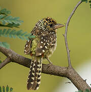 D'Arnaud's Barbet