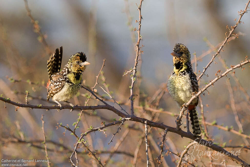 D'Arnaud's Barbetadult, habitat, courting display, Behaviour