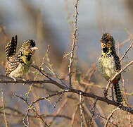 D'Arnaud's Barbet