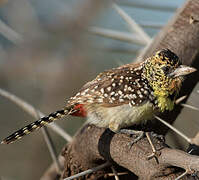 D'Arnaud's Barbet