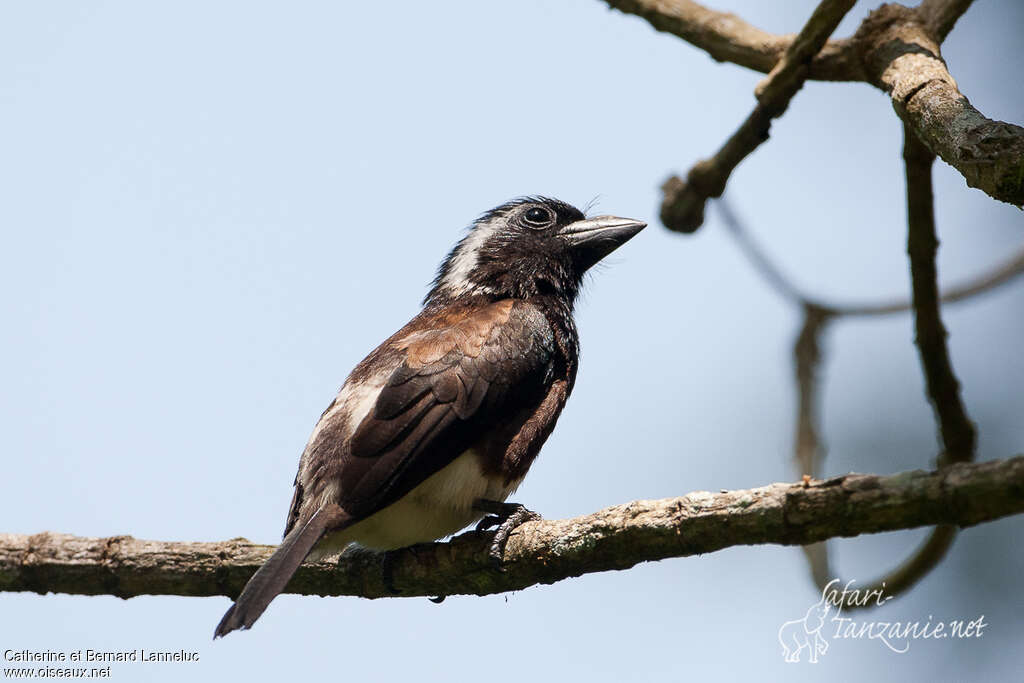 White-eared Barbetadult, identification