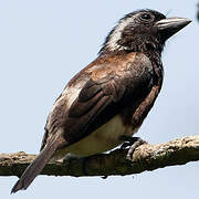 White-eared Barbet