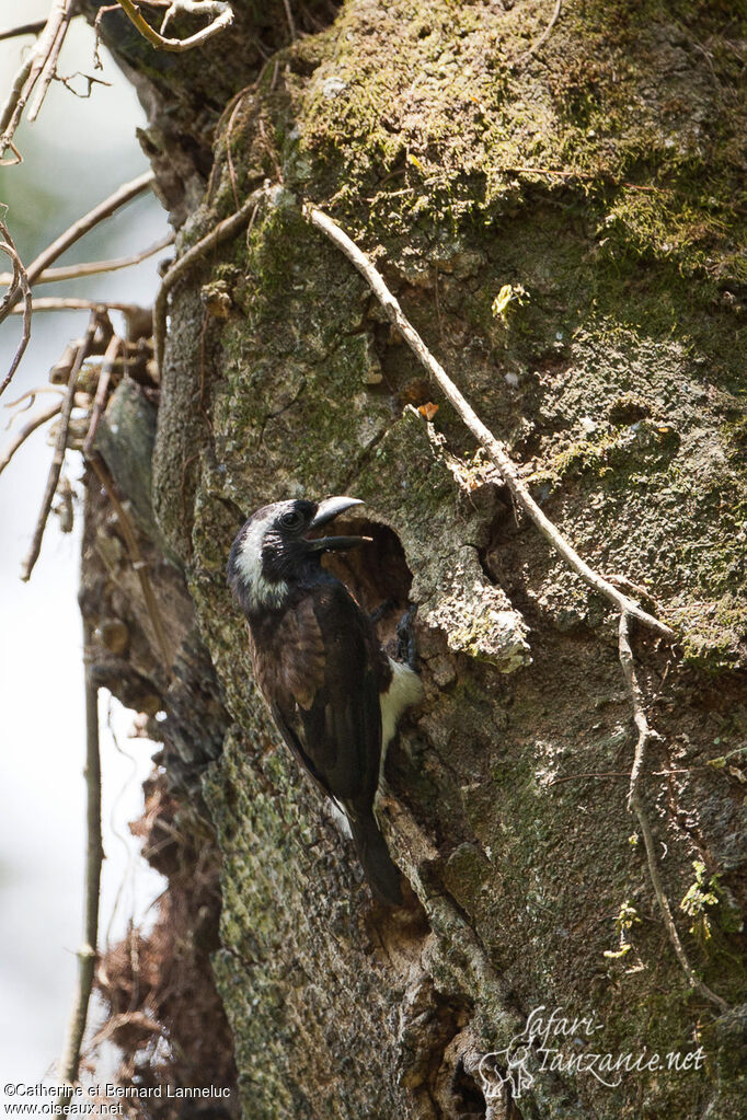 White-eared Barbetadult, Reproduction-nesting