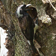 White-eared Barbet