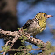 Yellow-breasted Barbet