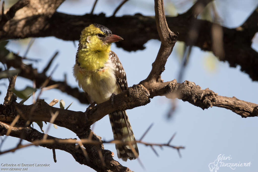 Yellow-breasted Barbetadult, aspect