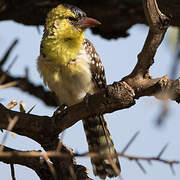 Yellow-breasted Barbet