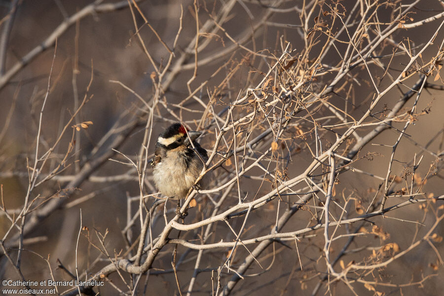 Acacia Pied Barbetadult, habitat, Behaviour