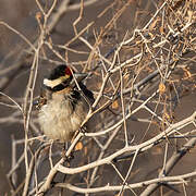 Acacia Pied Barbet