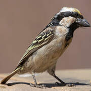 Acacia Pied Barbet