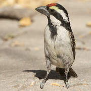 Acacia Pied Barbet