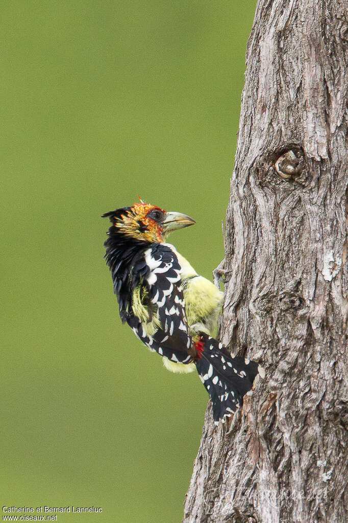 Crested Barbetadult, Behaviour