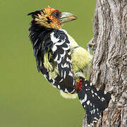 Crested Barbet